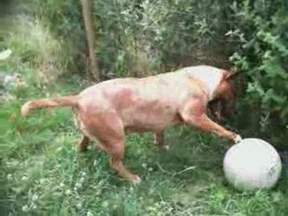 les bull terrier ne savent pas sauter