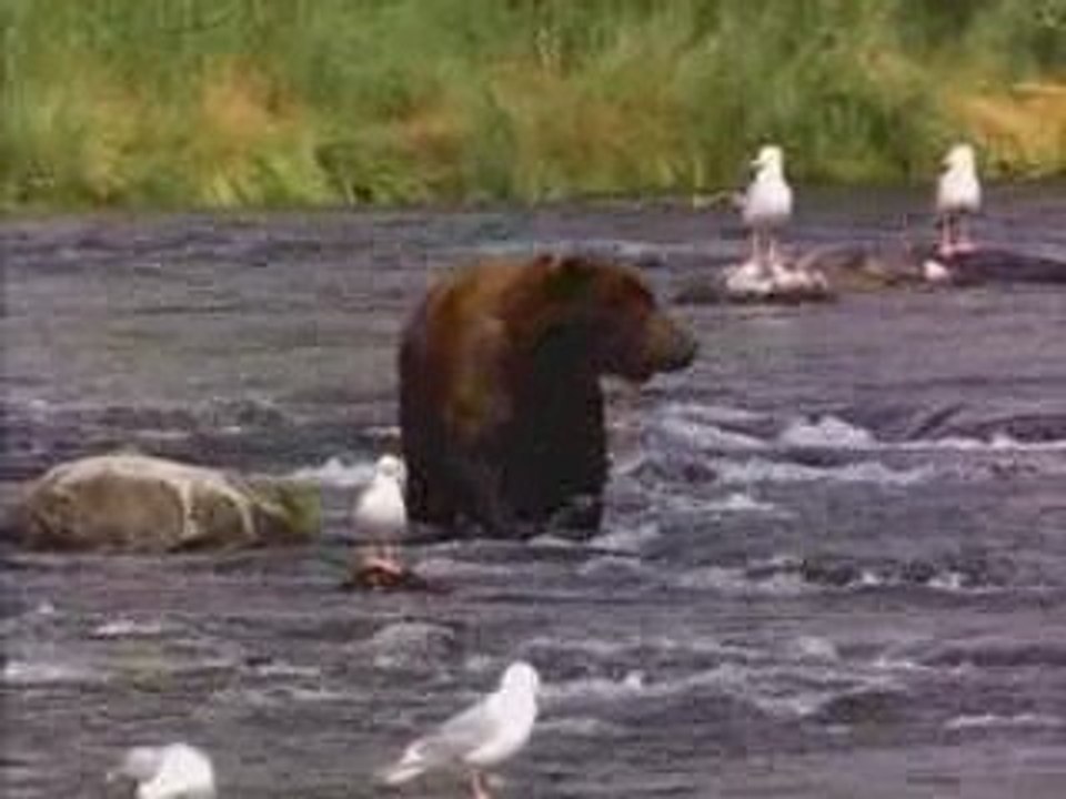 L'ours de Balifotoh