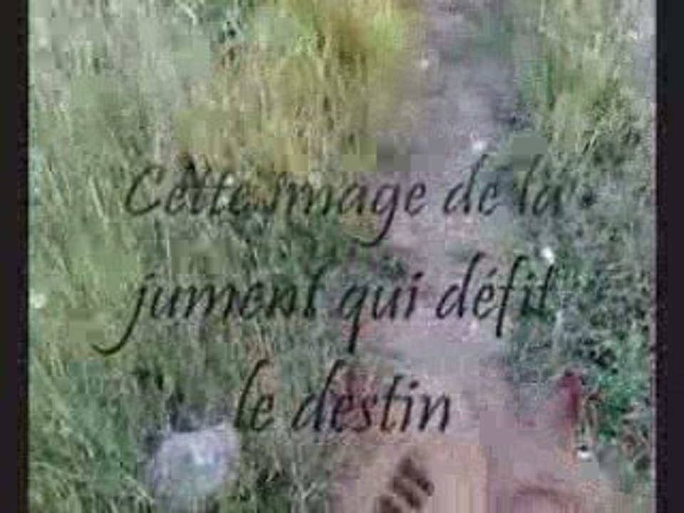 Thypie 7 juillet 2009