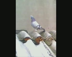 Altan Keskin'in Güvercinleri - İstanbul www.guvercinurfa.com