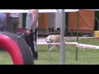 Salsa Degré Agility Jeurre 12/07/2009
