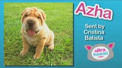 Ultra Kawaii - Best Pets of June!