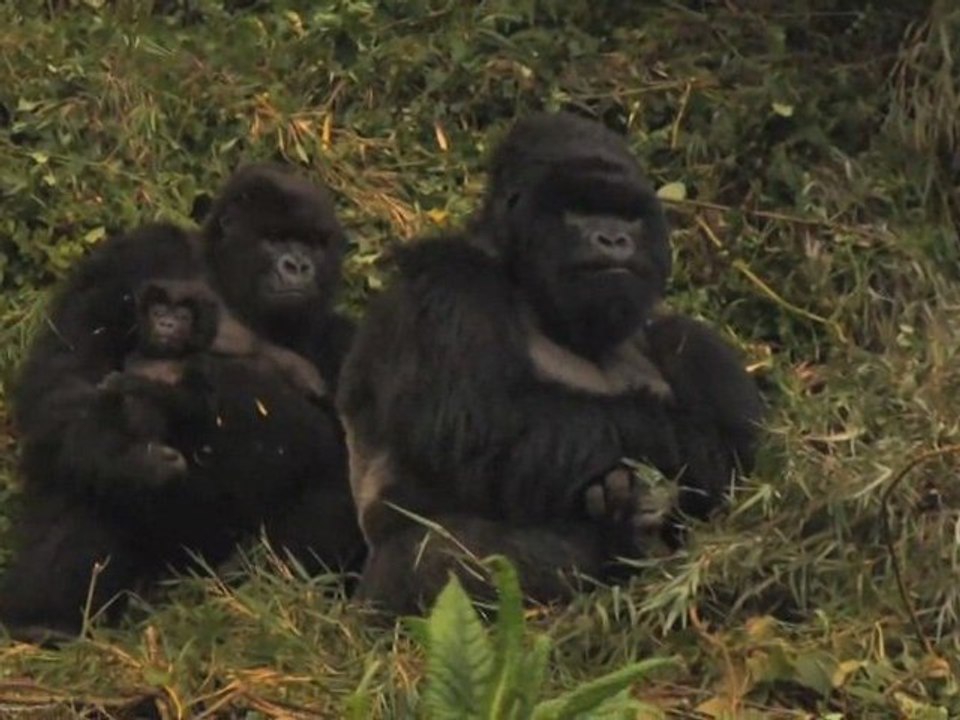 Gorillas... 98.6% Human
