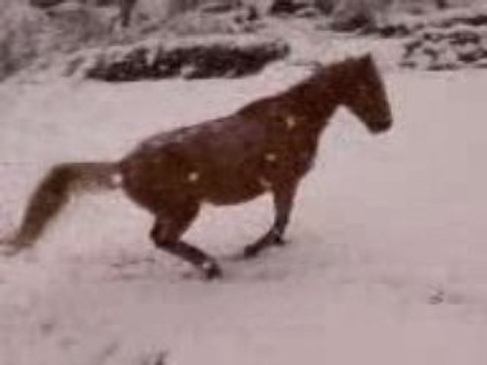 Ganache dans la neige