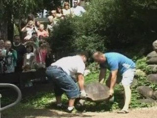 Giant tortoises face a weigh-in
