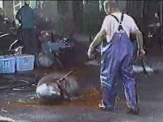 Masacre de delfines