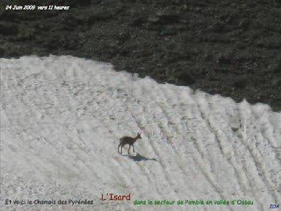 Essai de photos pour vidéo Dailymotion 14 Juillet 2009