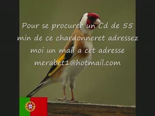 CD Chant de chardonnereT du PORTUGAL