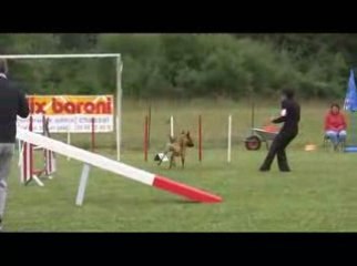 Sindbad Open Agility Jeurre 12/07/2009