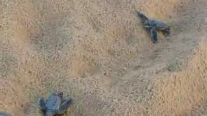 Emergence tortues