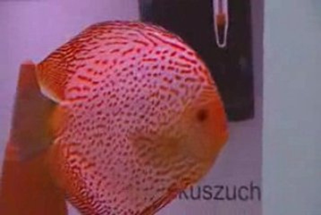Stendker Discus Show