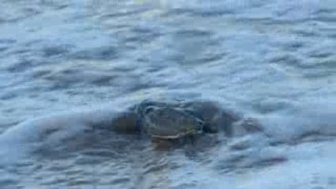 Emergence tortue 1