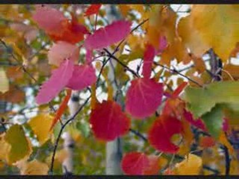 Volver a los 17 - Violeta Parra