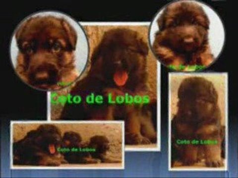 Cachorros Pastor Aleman