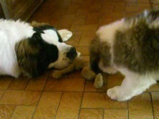 david contre goliath 1