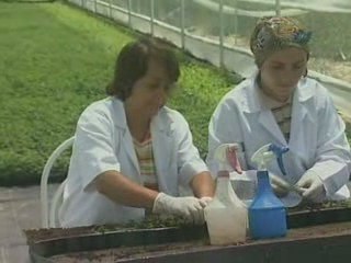 Meyve Ağaçlarını Klonladılar