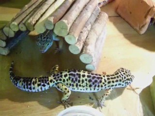 Repas de geckos léopard