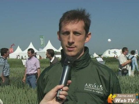 Blé : Les variétés à fort PS, idéal meunerie