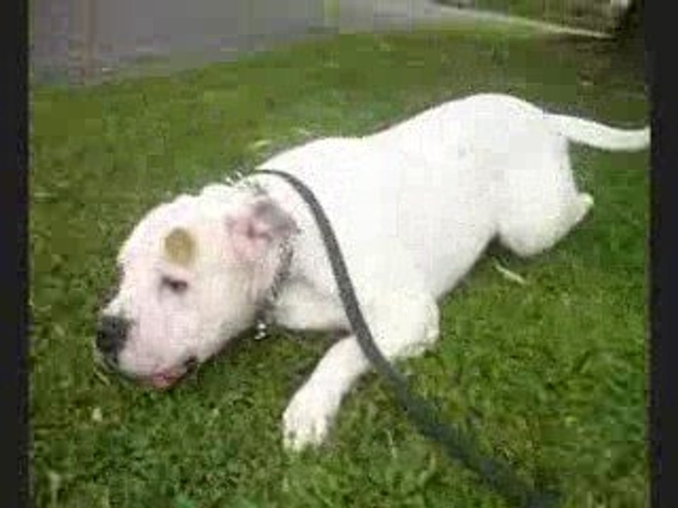 Mon bouboule d'amour