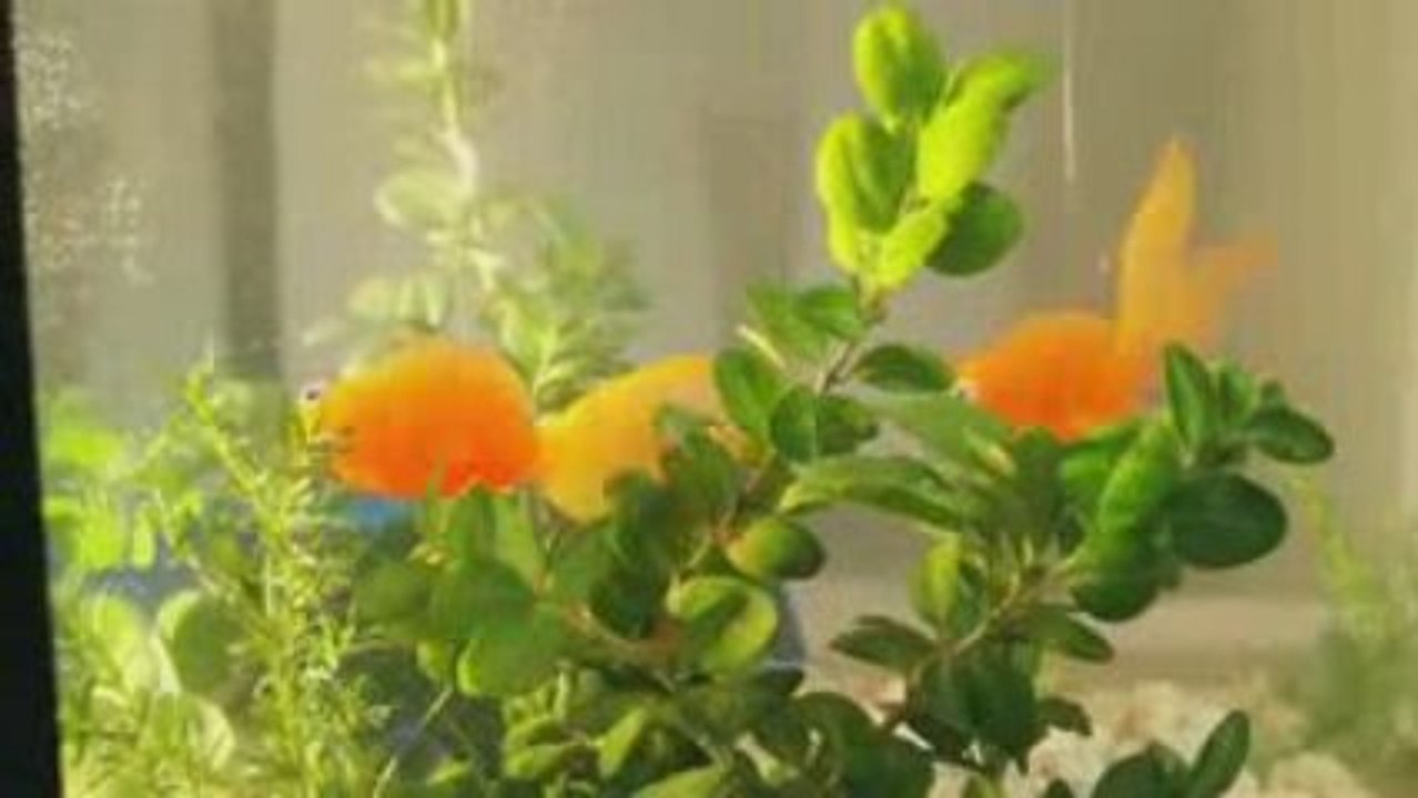 Olympus - The PEN Story