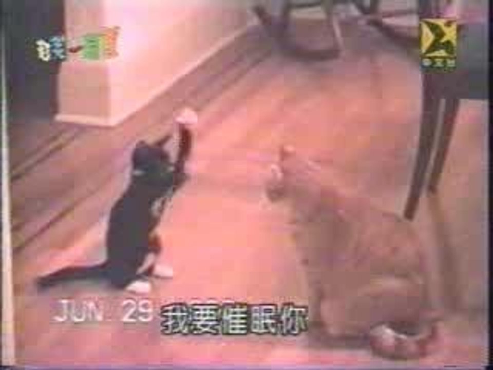 boxing cats