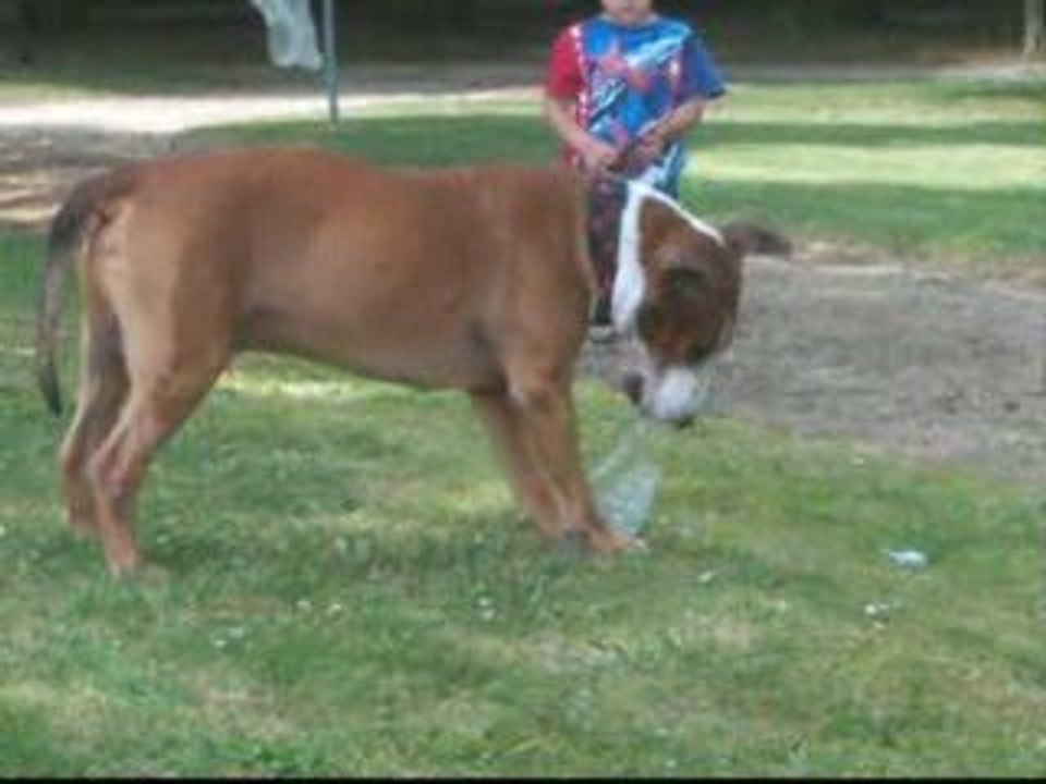 Ramzes kiffe les bouteilles en voila la preuve :):) !!!!!!!!