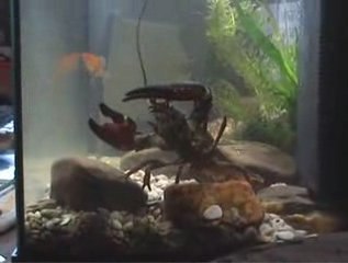 ecrevisse 3 bouillon mumumarcus