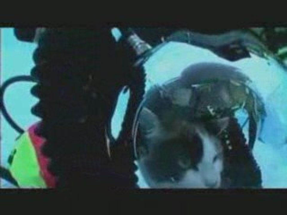 HowStuffWorks.com_ Scuba cat