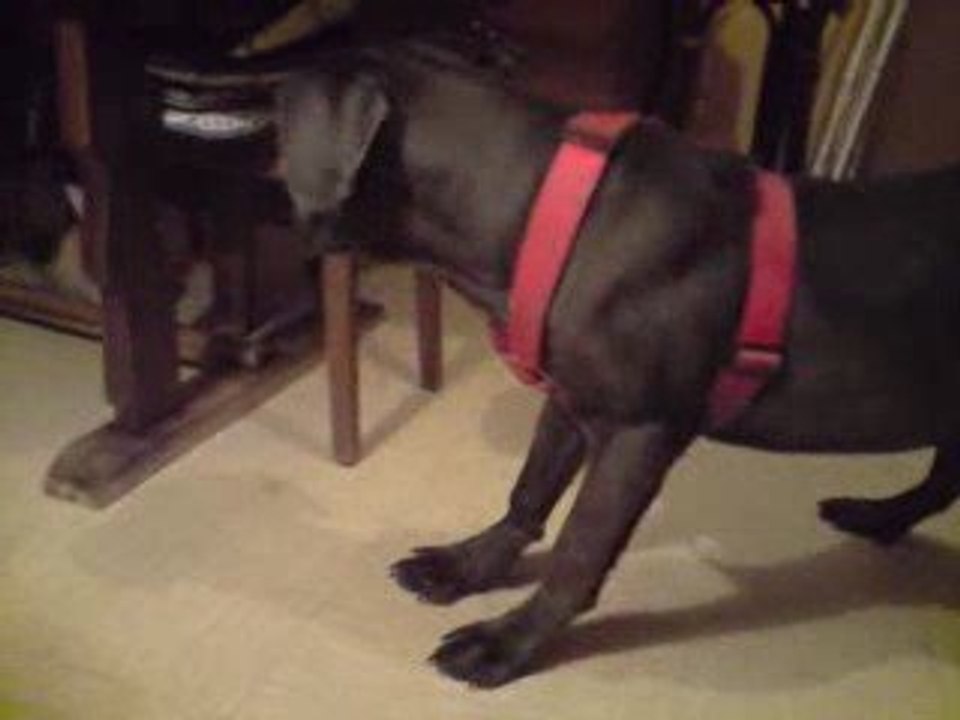 brasco et noisette
