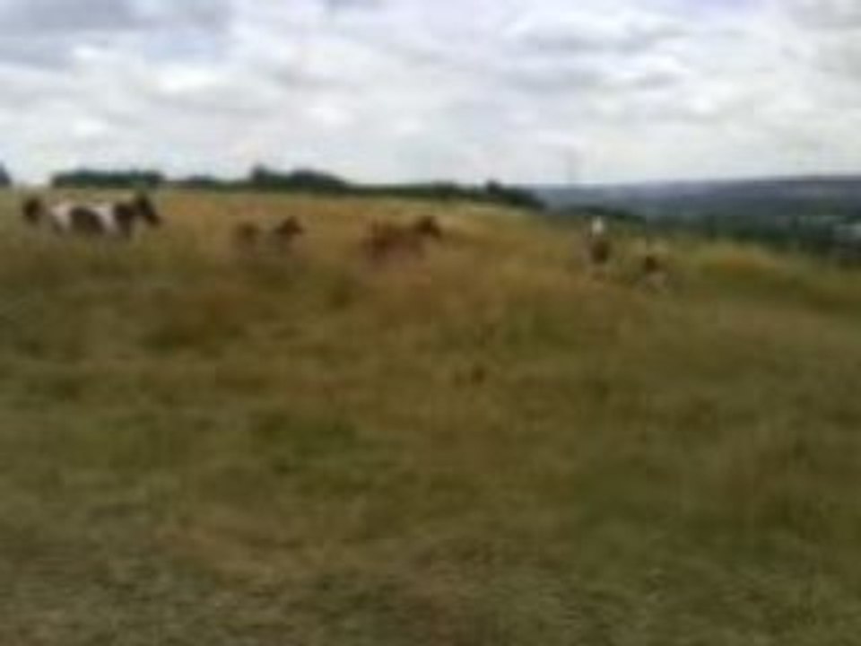 Cavalcade