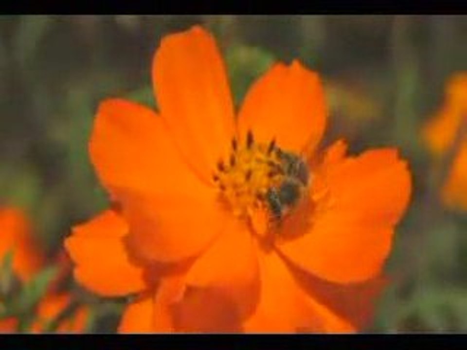 Les abeilles