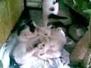 yavrular oyun oynuyor 2