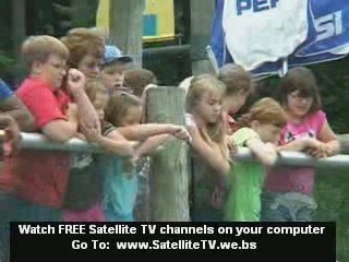 Baby Sea Lion Swim Lesson