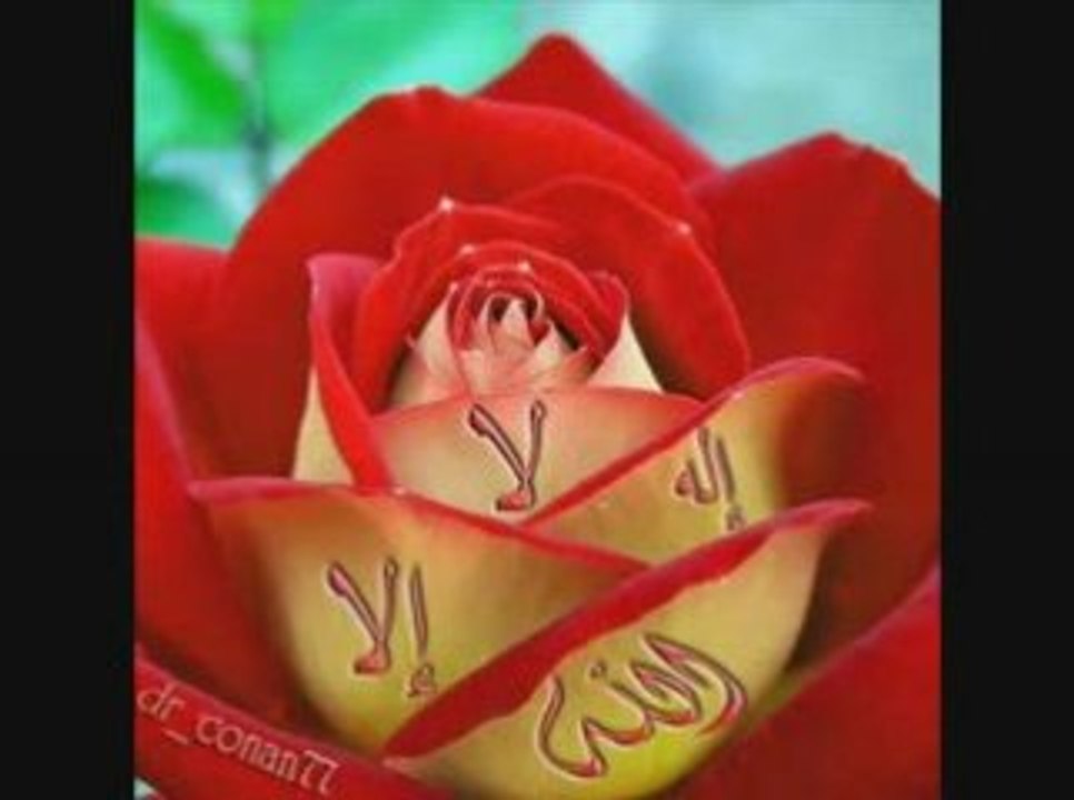 احمد المصرى