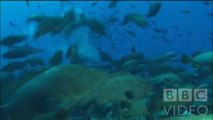 Wild Pacific – Grey Reef Sharks