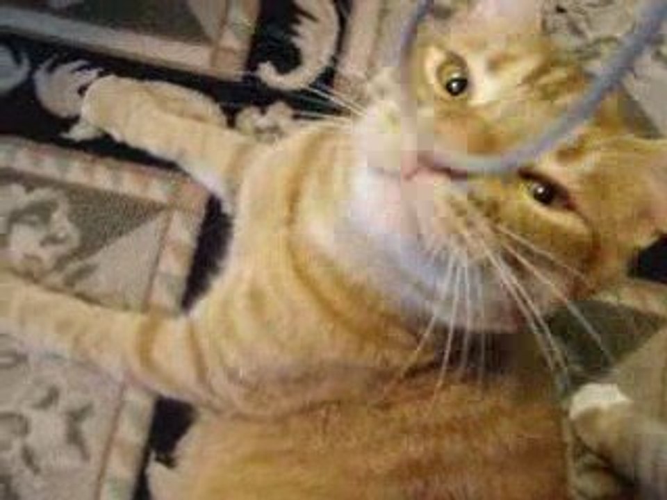Cats VS Camera Cord by Becca