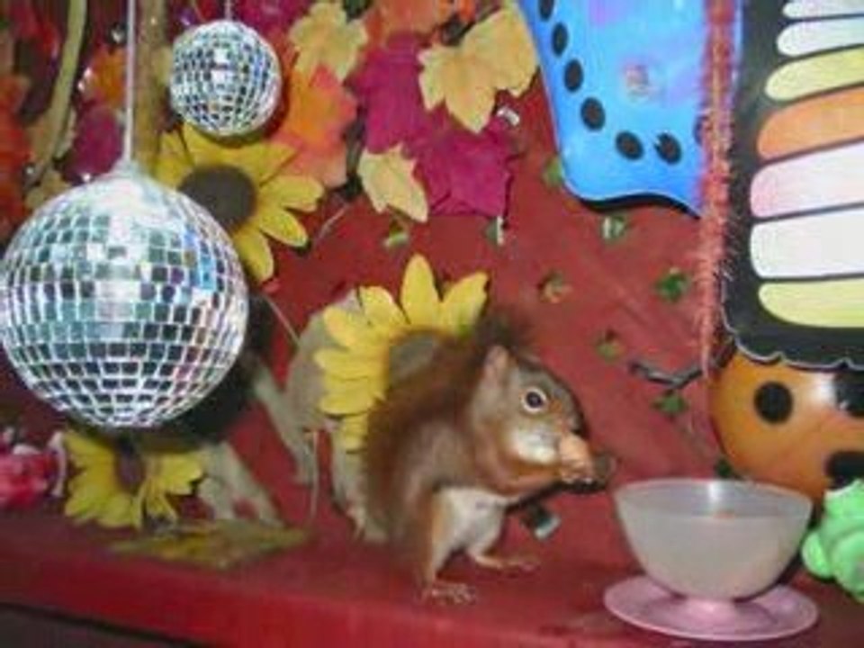 Mes amis les écureuils