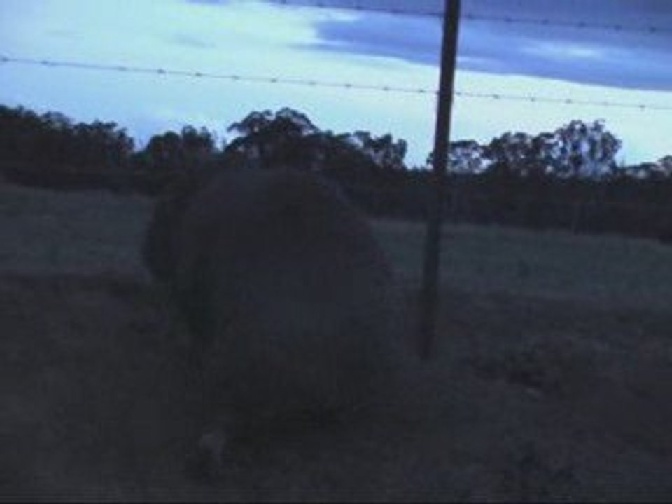 Course Haired Wombat  (Vombatus ursinus),