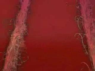 Madonna - Get Together - Le clip !