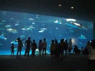 Kagoshima Aquarium
