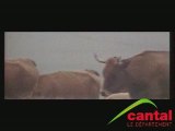 La transhumance en Aubrac (9 avril 1988)