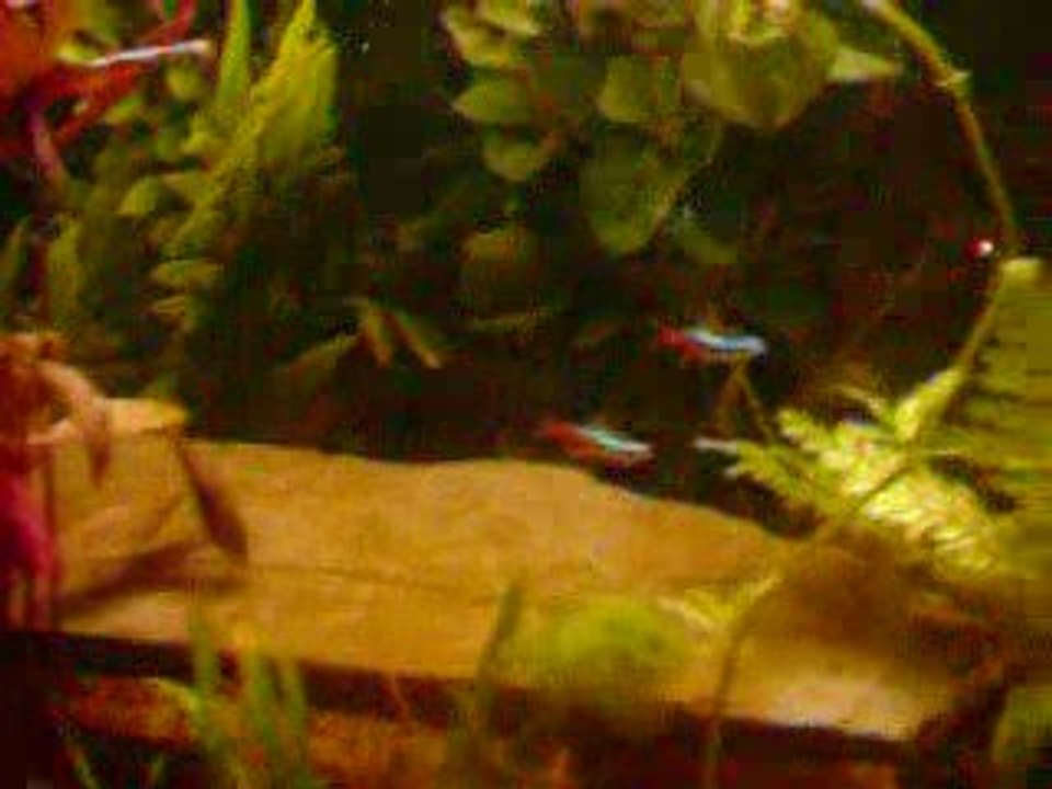 aquarium 1 mes poissons