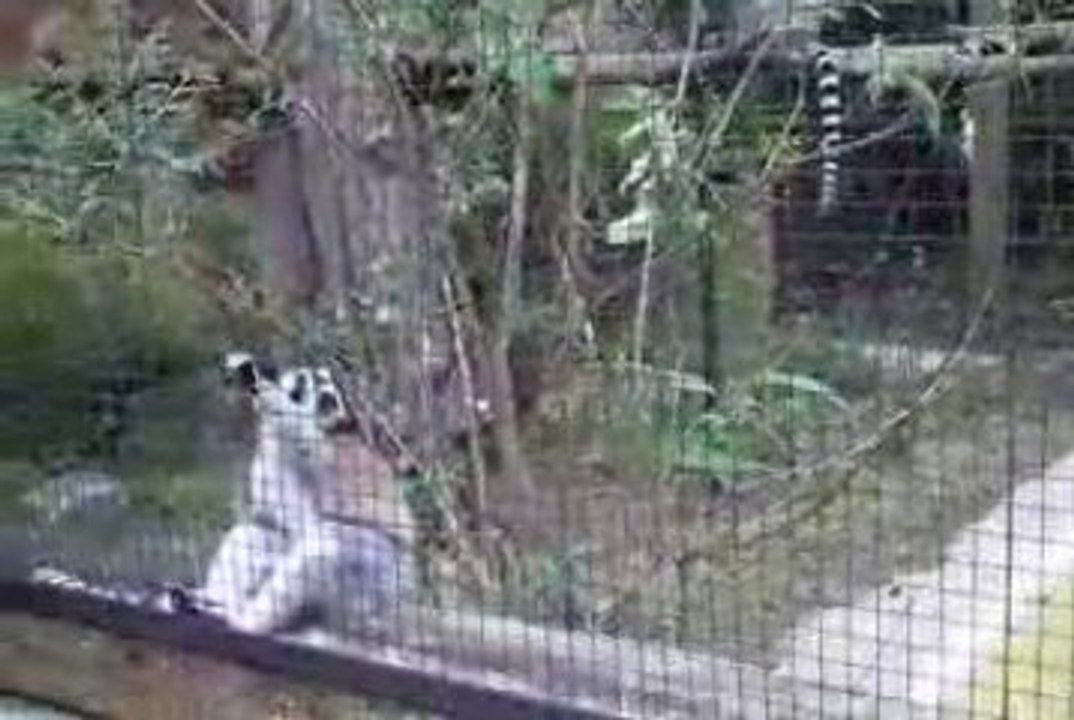 zoo d amiens