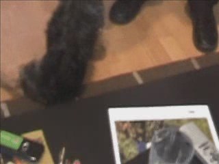 Müzikten anlayan köpek DJ