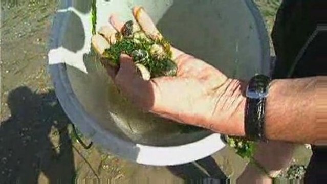 Activités d'Ete : La pêche aux palourdes