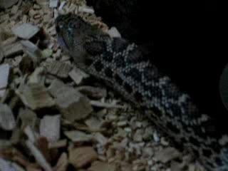 repas serpent 3