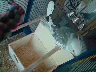 Princesse et Cacahuette / Calopsittes