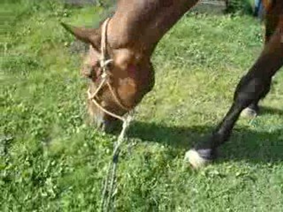 Qwenta & les mouches ^^