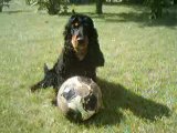 Darius et son ballon