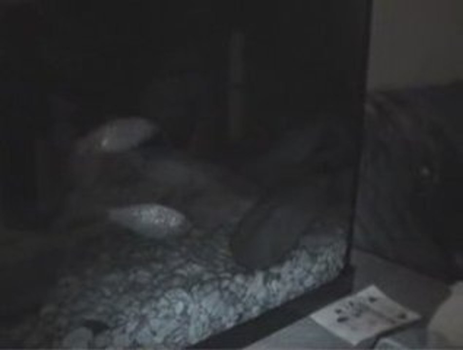 écrevisse 4 bouillon mumumarcus